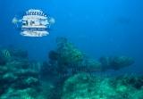 Goliath grouper underwater photo